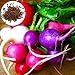 Foto 150 unids Color mezclado Semillas de rábano nutritivo, Fácil cultivo de jardín de jardín para plantar jardín yarda al aire libre 1 Semillas de rábano revisión