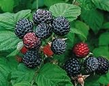 2 Jewel - Black Raspberry Plant - Everbearing - All Natural Grown - Ready for Fall Planting Photo, new 2024, best price $29.95 review