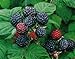 Photo 2 Jewel - Black Raspberry Plant - Everbearing - All Natural Grown - Ready for Fall Planting review