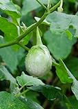 Seedeo® Thai-Aubergine Solanum virginianum 20 Samen Foto, neu 2024, bester Preis 3,90 € Rezension