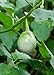 Foto Seedeo® Thai-Aubergine Solanum virginianum 20 Samen Rezension