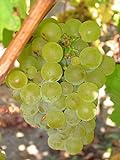 Vitis vinifera Chardonnay WINE GRAPE Seeds! Photo, new 2024, best price $12.20 review
