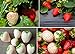 Photo Double The Color Strawberry Duo Packet - 100 Red Straberry Seeds + 100 White Strawberry Seeds to Plant review