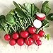 Photo 500+ Radish Seeds- Cherry Belle Radish review