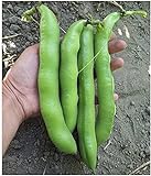 David's Garden Seeds Bean Fava Vroma 1715 (Green) 25 Non-GMO, Open Pollinated Seeds Photo, new 2024, best price $4.45 review