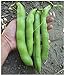 Photo David's Garden Seeds Bean Fava Vroma 1715 (Green) 25 Non-GMO, Open Pollinated Seeds review