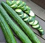 Japanese Long Burpless Cucumber Seeds - Sooyow Nishiki Green Non-GMO (25 - Seeds) Photo, new 2024, best price $4.49 review
