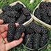 Foto Semillas zarzamora, 200pcs / bag Negro Frambuesas Semillas Semillas dulce nutritivo delicioso Negro frambuesa fruta para regalo ideal jardinería al aire libre revisión