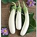 Photo White Princess (F1) Eggplant Seeds (30+ Seed Package) review