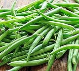 Blue Lake Bush Green Bean Seeds, 50+ Heirloom Seeds Per Packet, Non GMO Seeds, (Isla's Garden Seeds), Botanical Name: Phaseolus vulgaris Photo, new 2024, best price $6.25 ($0.12 / Count) review