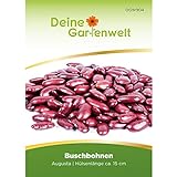 Buschbohnen Augusta Samen - Phaseolus vulgaris - Buschbohnensamen - Gemüsesamen - Saatgut Foto, neu 2024, bester Preis 2,99 € Rezension