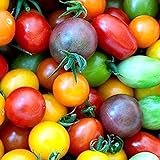 100 piezas de semillas de tomate de cereza arcoíris de semillas de tomate enano de herencia colorida para plantar el jardín de su casa Foto, nuevo 2024, mejor precio 4,99 € revisión