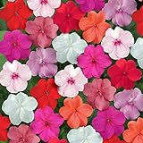 Outsidepride Impatiens Clear Mix - 100 Seeds Photo, new 2024, best price $6.49 ($0.06 / Count) review