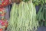 Yard Long Bean Seeds 85+ Seeds, Asian Heirloom Yard Long Beans Seeds, Asparagus Beans Seeds, Phaseolus Vulgaris, Non GMO Photo, new 2024, best price $7.45 ($0.09 / Count) review