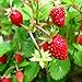 Photo KIRA SEEDS - Alpine Strawberry Alexandria - Everbearing Fruits for Planting - GMO Free review