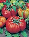 Tomato, Beefsteak, Heirloom, 25+ Seeds, Great Sliced Tomato, Delicious Photo, new 2024, best price $1.99 ($0.08 / Count) review