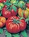 Photo Tomato, Beefsteak, Heirloom, 25+ Seeds, Great Sliced Tomato, Delicious review