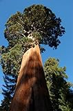 Seedeo® Anzuchtset Berg - Mammutbaum (Sequoiadendron giganteum) 50 Samen Foto, neu 2024, bester Preis 12,95 € Rezension