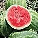 Photo Unknown Red Rock Watermelons (Seedless) Seeds (25 Seed Packet) (More Heirloom, Organic, Non GMO, Vegetable, Fruit, Herb, Flower Garden Seeds at Seed King Express) review