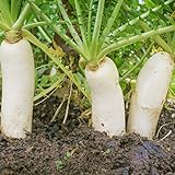 Outsidepride Daikon Radish Cover Crop Seed - 5 LBS Photo, new 2024, best price $24.99 review
