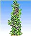 Foto BALDUR Garten Säulen-Brombeeren Navaho® 'Big&Early' dornenlos, 1 Pflanze Rubus fruticosa Säulenobst Beerenobst Brombeerpflanze Rezension