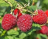 Large Fruiting Potted Plant, Red Raspberry Live Potted Plant 8-12