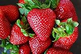 Organic Rustic Strawberry Seeds - 105 Count Photo, new 2024, best price $4.39 review