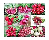 Please Read! This is A Mix!!! 100+ Radish Mix 9 Varieties Seeds, Heirloom Non-GMO, Colorful, Pink, Red, White, Sweet and Mild, from USA Photo, new 2024, best price $5.49 ($31.12 / Ounce) review