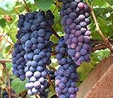 30+ Thompson Grape Seeds Vine Plant Sweet Excellent Flavored Green Grape Photo, new 2024, best price $7.99 review