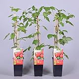 Himbeere Rubus idaeus 'Malling Promise' Beerenobst Gartenpflanze als Busch 40-60cm Foto, neu 2024, bester Preis 6,50 € Rezension