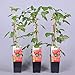 Foto Himbeere Rubus idaeus 'Malling Promise' Beerenobst Gartenpflanze als Busch 40-60cm Rezension