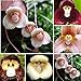 Foto Blumensamen 1 Tasche Blume Samen seltene neuartige Form vielseitige auffällige Haus Pflanze Samen für Garten - 100pcs Affe Gesicht Orchidee Samen Rezension