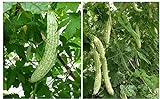 20+ Balsam Pear Bitter Gourd Seed Melon Momordica charantia Vegetable Plant Garden Photo, new 2024, best price $9.00 review