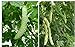 Photo 20+ Balsam Pear Bitter Gourd Seed Melon Momordica charantia Vegetable Plant Garden review