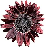 UtopiaSeeds Chocolate Cherry Sunflower Seeds - Beautiful Deep Red Sunflower Photo, new 2024, best price $9.99 ($49.95 / Ounce) review