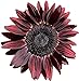 Photo UtopiaSeeds Chocolate Cherry Sunflower Seeds - Beautiful Deep Red Sunflower review