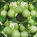 Foto Semillas de calabaza de botella gigante 5+ Lagenaria Siceraria, Dipper Gourd, Aka Calabash Seeds Vegetables Vine for Bonsai Garden Outdoor Yard Planting revisión