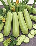 Seeds Zucchini Courgette Squash Bush Type 36 Days Heirloom Vegetable for Planting Non GMO Photo, new 2024, best price $6.99 review