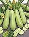 Photo CEMEHA SEEDS - Zucchini Courgette Squash Bush Type 36 Days Non GMO Vegetable for Planting review