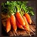 Photo Little Finger Carrot Seeds | Heirloom & Non-GMO Carrot Seeds | Vegetable Seeds for Planting Outdoor Home Gardens | Planting Instructions Included review