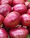 Photo Onion RED Creole Great Heirloom Vegetable Seeds by Seed Kingdom (5,000 Seeds) review