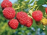 2 Joan J Raspberry Plants Everbearing Photo, new 2024, best price $27.95 review