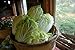 Photo Chinese Cabbage Seeds |