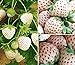 Photo 2000+ White Strawberry Seeds for Planting review