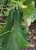 Japanese Climbing Cucumber Seeds - Tender, Crisp, and Delicious!! High yields!!!(25 - Seeds) Photo, new 2024, best price $4.99 review