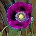 Photo Poppy Seeds - Laurens Grape - Packet, Purple, Flower Seeds, Open Pollinated, Attracts Pollinators, Dry Area Tolerant, Container Garden, Easy to Grow Maintain review