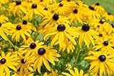 Sweet Yards Seed Co. Black Eyed Susan Seeds – Extra Large Packet – Over 100,000 Open Pollinated Non-GMO Wildflower Seeds – Rudbeckia hirta Photo, new 2024, best price $7.97 review