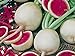 Foto Radieschen - Radies - Winterradieschen - Wassermelone (100 Samen) Rezension