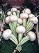 Foto Mairüben 'Platte Witte Mei' (Brassica rapa) 200 Samen Weisse Rübe Wasserrübe Stoppelrübe Speiserübe Rezension