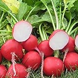 Park Seed Roxanne Hybrid Radish Seeds, Award-Winning, Pack of 200 Seeds Photo, new 2024, best price $7.95 ($0.04 / Count) review